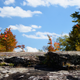 Illustration for article titled Fall Photos 1